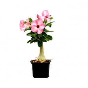 Adenium Baby Pink (Grafted) – Adenium obesum, Desert Rose Plant - Shop now at Trigart Flower Nursery