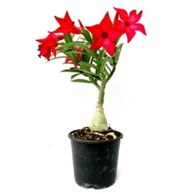 Adenium Red (Grafted) – Adenium Serene Rose, Adenium Obesum, Desert Rose Plant - Shop now at Trigart Flower Nursery