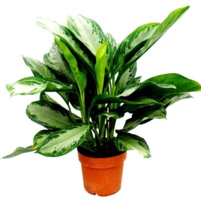 Aglaonema Green Plant – Evergreen - Shop now at Trigart Flower Nursery