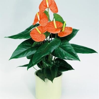 Anthurium Orange – Flamingo Flower, Laceleaf, Tailflower Plant - Shop now at Trigart Flower Nursery