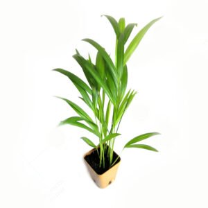 Areca Palm (Small) Indoor Plant - Shop now at Trigart Flower Nursery
