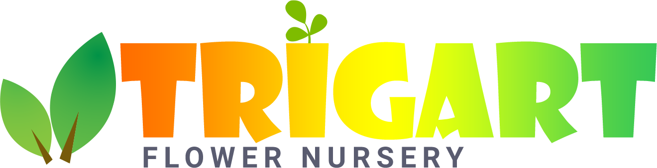 Piper Nigrum, Kali Mirch Plant - Shop now at Trigart Flower Nursery