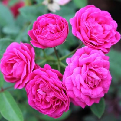 Miniature Rose, Button Rose (Any Color) - Shop now at Trigart Flower Nursery