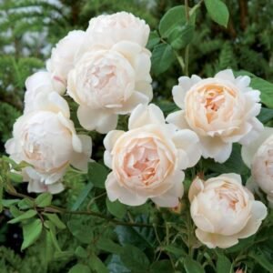 Miniature Rose, Button Rose (Baby Pink) - Shop now at Trigart Flower Nursery