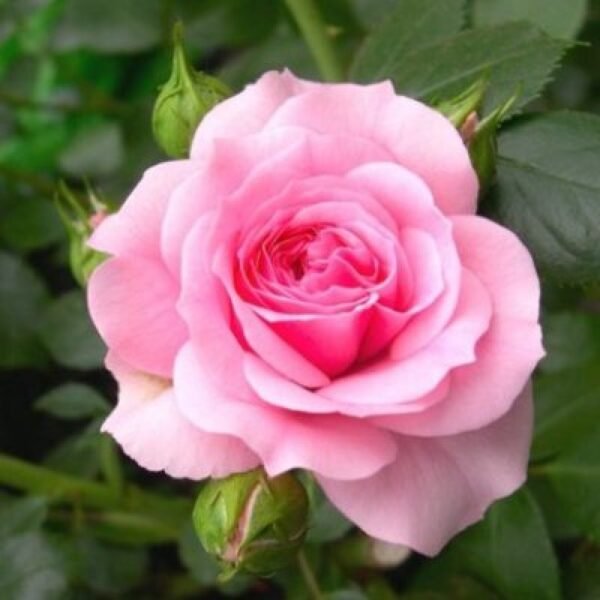 Miniature Rose, Button Rose (Baby Pink) - Shop now at Trigart Flower Nursery