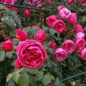 Miniature Rose, Button Rose (Pink) - Shop now at Trigart Flower Nursery