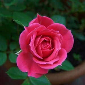 Miniature Rose, Button Rose (Red) - Shop now at Trigart Flower Nursery