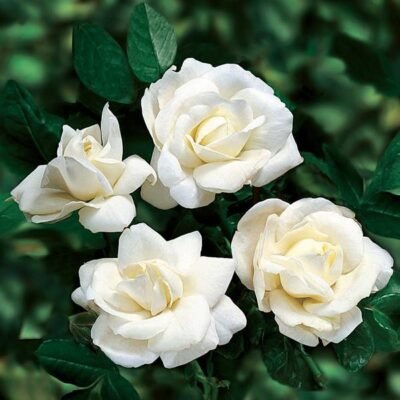 Miniature Rose, Button Rose (White) - Shop now at Trigart Flower Nursery