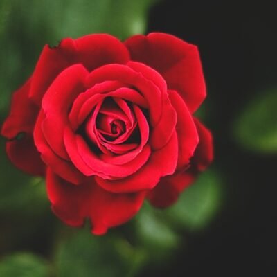 Red Rose - Shop now at Trigart Flower Nursery