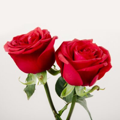 Rose (Any Color) - Shop now at Trigart Flower Nursery