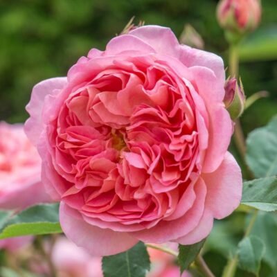 Scented Rose (Any Variety, Any Color) - Shop now at Trigart Flower Nursery
