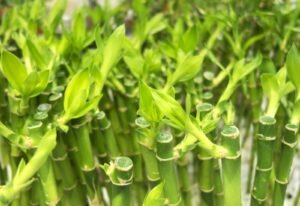 Buy Lucky Bamboo plants online at Trigart Flower Nursery
