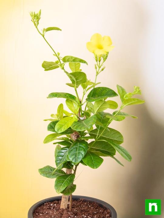 Allamanda Creeper, Pentalinon Luteum (Yellow) – Plants - Shop now at Trigart Flower Nursery