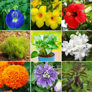 9 Colors Navratri Set - Shop now at Trigart Flower Nursery