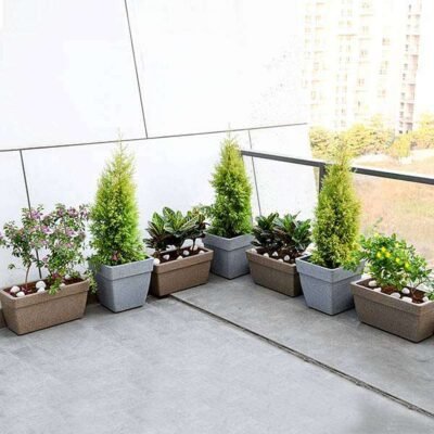 Flowering and Foliage Plants for Terrace - Shop now at Trigart Flower Nursery
