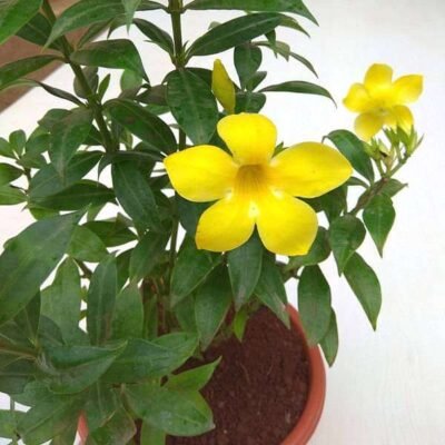 Bush Allamanda, Allamanda Cathartica (Yellow) – Plant - Shop now at Trigart Flower Nursery
