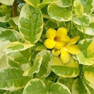 Variegated Allamanda, Allamanda Cathartica (Yellow) – Plant - Shop now at Trigart Flower Nursery