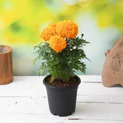African Marigold (Orange) – Plant - Shop now at Trigart Flower Nursery