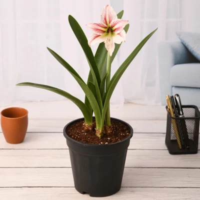 Amaryllis Lily Double (White Pink) Plant - Shop now at Trigart Flower Nursery