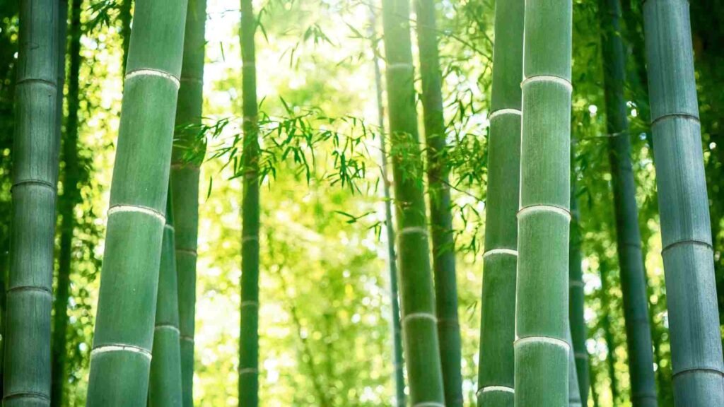 High yield plants - bamboo tress