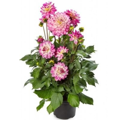 Big Dahlia (Any Color) – Plant - Shop now at Trigart Flower Nursery