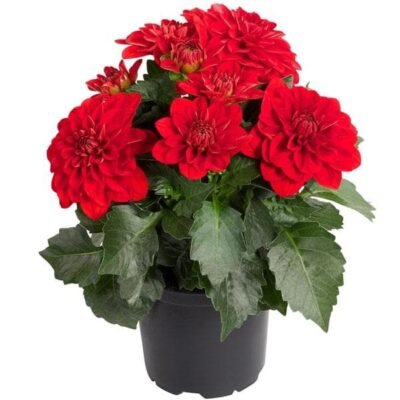 Big Dahlia ( Red ) – Plant - Shop now at Trigart Flower Nursery