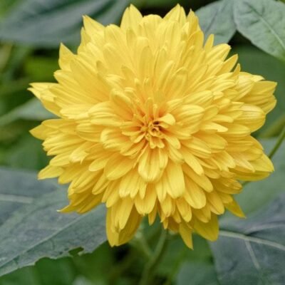 Big Dahlia (Yellow) – Plant - Shop now at Trigart Flower Nursery