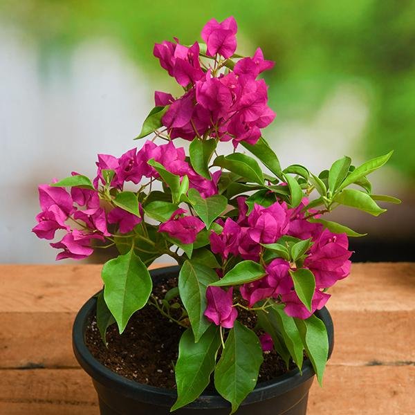 Bougainvillea (Pink) – Plant - Shop now at Trigart Flower Nursery