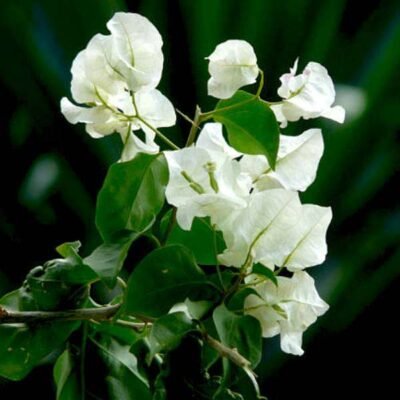 Bougainvillea (White) – Plant - Shop now at Trigart Flower Nursery