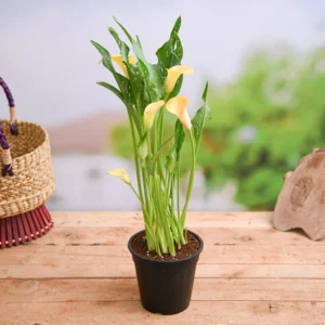 Calla Lily (Any Color) - Shop now at Trigart Flower Nursery