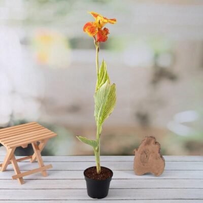Canna Lily (Orange Flower with Variegated Yellow Leaves) - Shop now at Trigart Flower Nursery