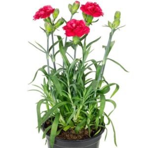 Carnation (Any Color) - Shop now at Trigart Flower Nursery