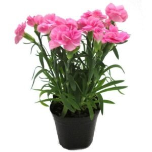 Carnation (Pink) – Plant - Shop now at Trigart Flower Nursery