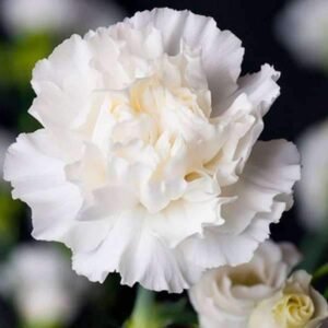 Carnation (White) – Plant - Shop now at Trigart Flower Nursery