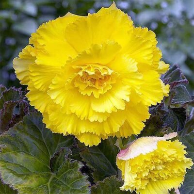 Carnation (Yellow) – Plant - Shop now at Trigart Flower Nursery