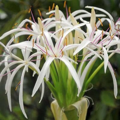 Crinum Lily, Spider Lilly (White) - Shop now at Trigart Flower Nursery