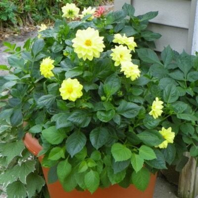 Dahlia (Any Color) – Plant - Shop now at Trigart Flower Nursery