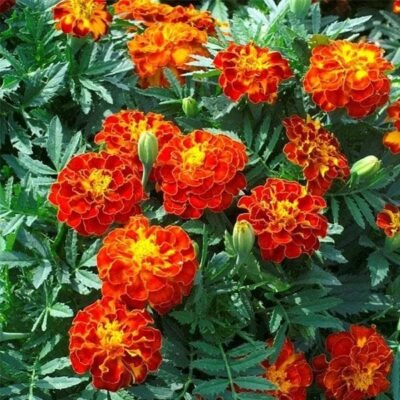 French Marigold (Red) – Plant - Shop now at Trigart Flower Nursery