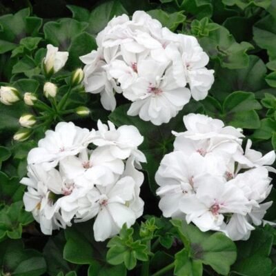 Geranium Ivy, Geranium Creeper (White) Plant - Shop now at Trigart Flower Nursery