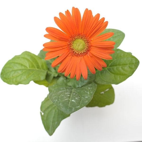 Gerbera (Orange) – Plant - Shop now at Trigart Flower Nursery