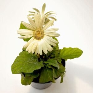Gerbera (White) – Plant - Shop now at Trigart Flower Nursery