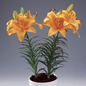 Lilium Hybrid ( Orange ) Lily Plant - Shop now at Trigart Flower Nursery