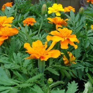 Mexican Marigold – Plant - Shop now at Trigart Flower Nursery