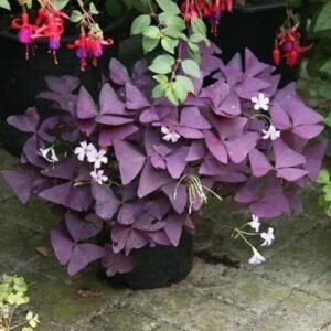 Purple Shamrock, Oxalis Triangularis Creeper Plant - Shop now at Trigart Flower Nursery