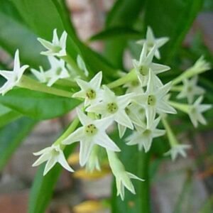 Raat Ki Rani, Raat Rani, Night Blooming Jasmine – Plant - Shop now at Trigart Flower Nursery