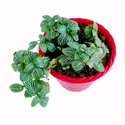Fittonia Pink Plant - Shop now at Trigart Flower Nursery