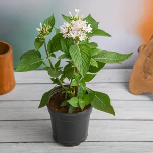 Pentas (White) – Plant - Shop now at Trigart Flower Nursery