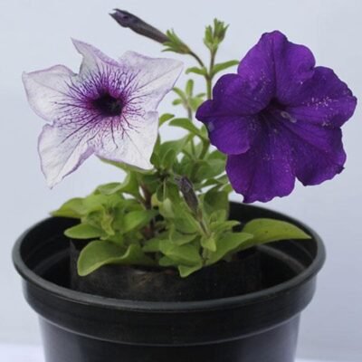 Petunia (Any Color) – Plant - Shop now at Trigart Flower Nursery