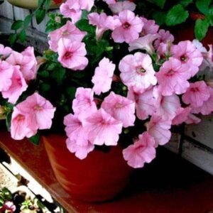 Petunia (Baby Pink) – Plant - Shop now at Trigart Flower Nursery