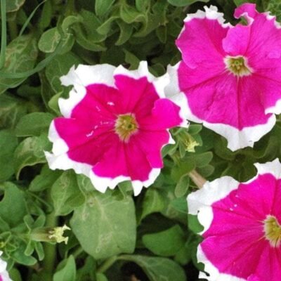 Petunia (Pink with White Border) – Plant - Shop now at Trigart Flower Nursery
